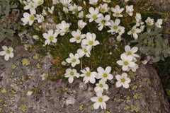 Arenaria bryophylla